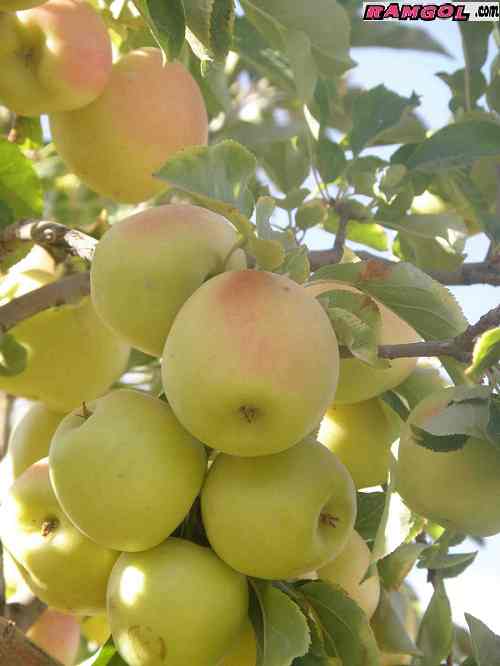 فروش نهال درخت میوه سیب زرد